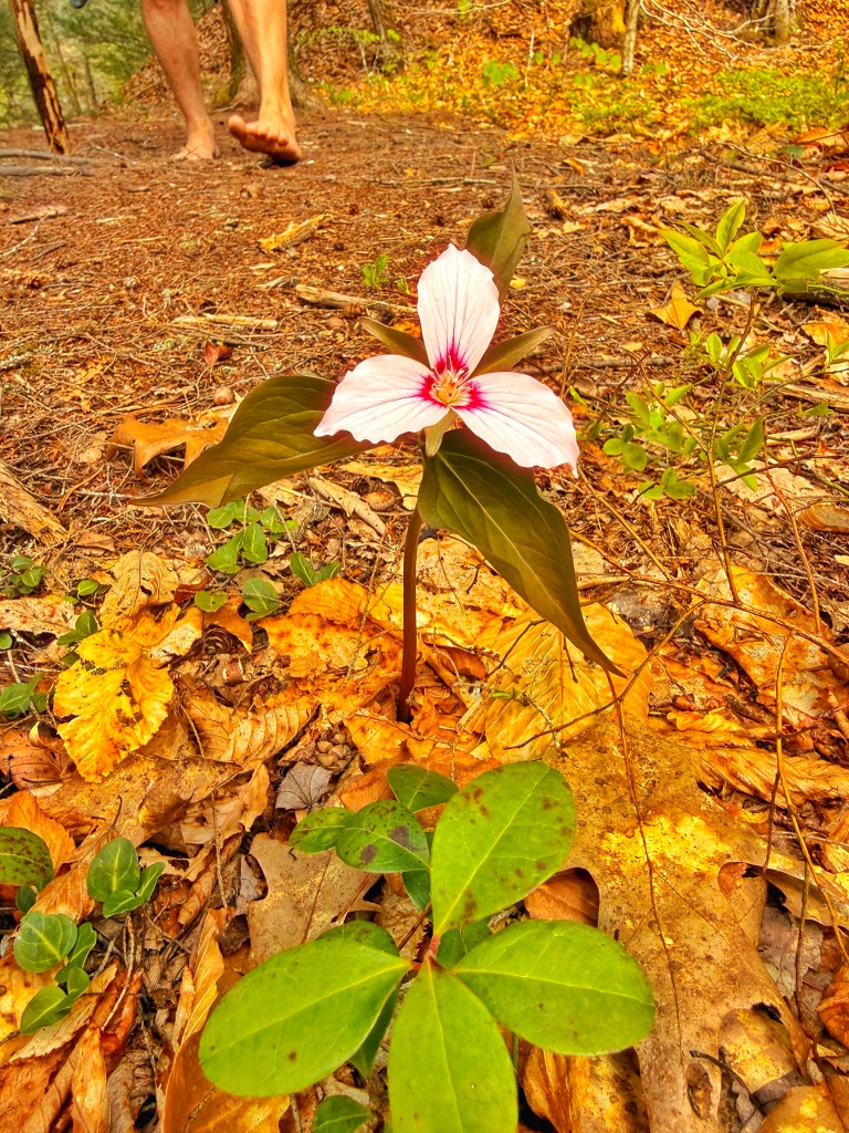 Painted trillium wildflower blooming on the Rock River trail in Newfane, Vermont, with autumn leaves and a barefoot hiker on the path behind it