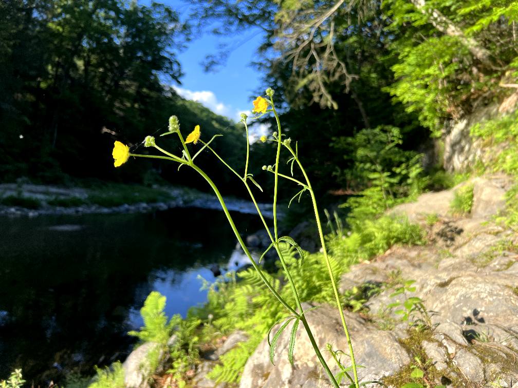 Wildflowers over the pool Yellow wildflowers on a ledge above a deep Rock River pool under blue sky, Newfane Vermont — late-summer bank detail