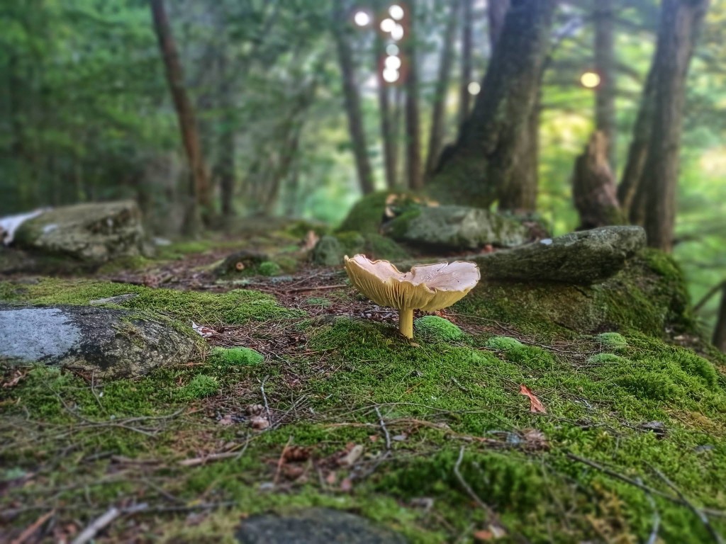 Mushroom on moss Wild mushroom on mossy forest floor near the Rock River trail, Newfane Vermont — summer woodland detail